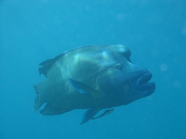 Napoleon Napoleonfish Cheilinus undulatus